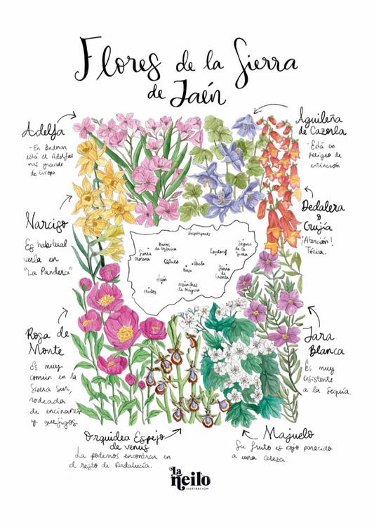 Lámina Flores de Jaén