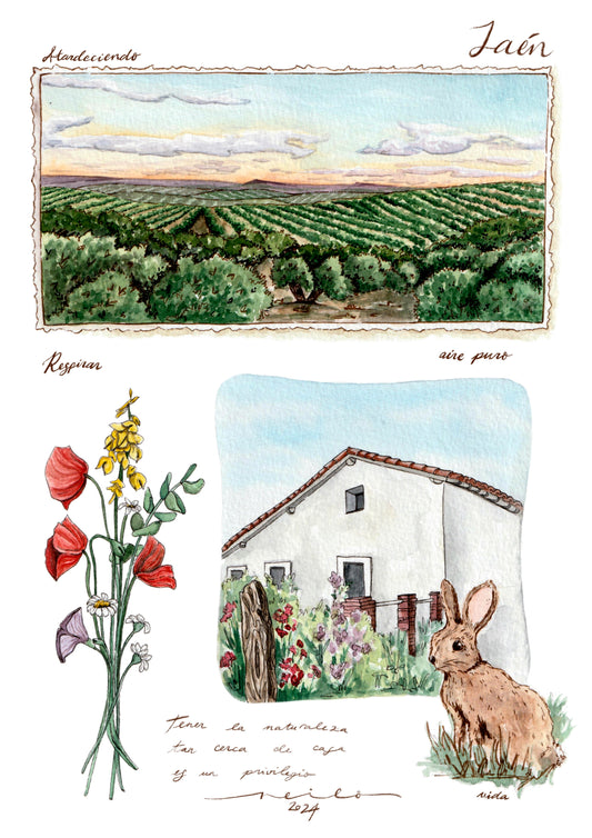 Lámina Olivos de Jaén